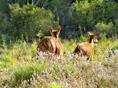 0 Bedroom Property for Sale in Outeniquasbosch Western Cape
